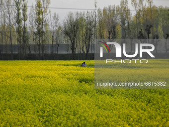 Kashmiri people walk in the mustard fields in Pulwama district of Indian Administered Kashmir south of Srinagar on 12 April 2021. (