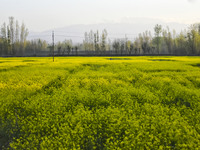 Scene of a mustard field in Pulwama district of Indian Administered Kashmir south of Srinagar on 12 April 2021. (