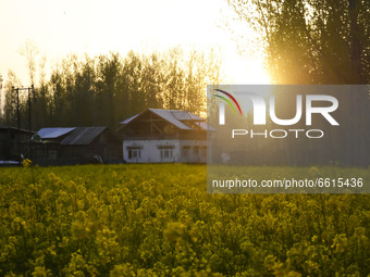 Sunset over the mustard fields in Pulwama district of Indian Administered Kashmir south of Srinagar on 12 April 2021. (
