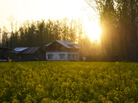 Sunset over the mustard fields in Pulwama district of Indian Administered Kashmir south of Srinagar on 12 April 2021. (