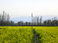 Scene of a mustard field in Pulwama district of Indian Administered Kashmir south of Srinagar on 12 April 2021. (
