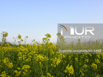 Mustard flowers in full bloom in a field in Pulwama district of Indian Administered Kashmir south of Srinagar on 12 April 2021. (