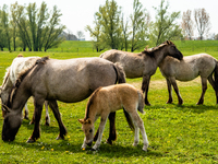 A group of savage horses and a foal are eating grass, during the Spring temperatures in The Netherlands, on April 28th, 2021. (