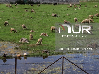 Sheep Grazing in an open Field in Sopore, District Baramulla, Jammu and Kashmir, India on 03 May 2021. (