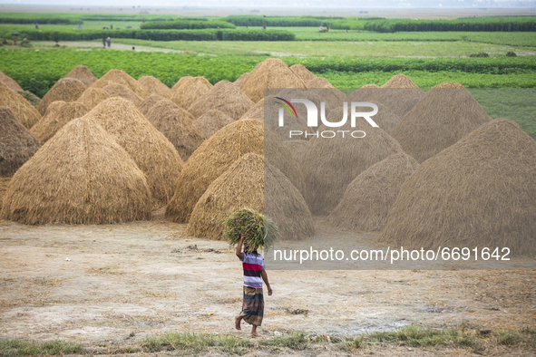 A farmer walks through haystack in the field in Kishoreganj on May 6, 2021.
 