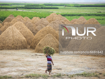 A farmer walks through haystack in the field in Kishoreganj on May 6, 2021.
 (
