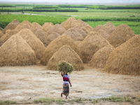 A farmer walks through haystack in the field in Kishoreganj on May 6, 2021.
 (