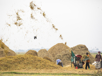 Workers harvest rice at a paddy field in Kishoreganj on May 6, 2021. (