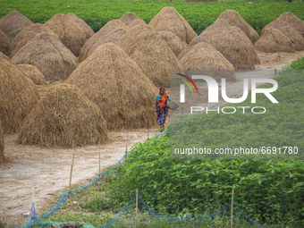 A farmer walks through a green crop field in Kishoreganj on May 6, 2021. (