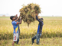 Workers harvest rice at a paddy field in Kishoreganj on May 6, 2021. (