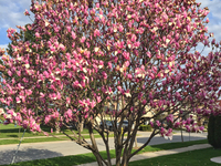 Flowers on a Magnolia tree (Magnolioideae) during the Spring season in Toronto, Ontario, Canada. (