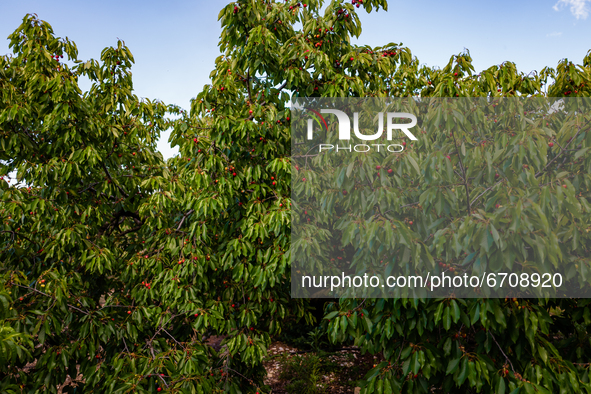 A cherry tree during the cherry harvest in Molfetta on May 12, 2021.
Cherry picking started a few days ago in Puglia. Bari is the first Ita...