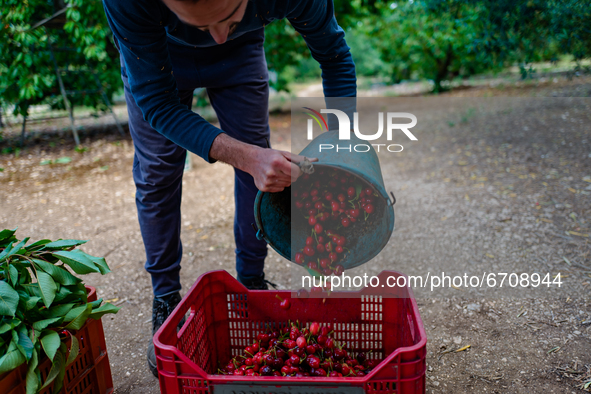 A worker pours freshly picked cherries from the tree into the box
in Molfetta on May 12, 2021.
Cherry picking started a few days ago in Pu...