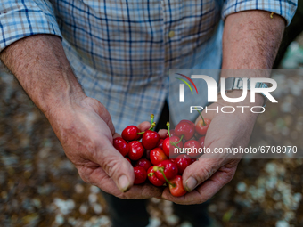 Detail of the cherries just picked from the tree in the hands of the owner of the field
in Molfetta on May 12, 2021.
Cherry picking starte...