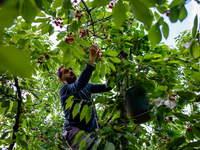 A worker during the cherry harvest in Molfetta on May 12, 2021.
Cherry picking started a few days ago in Puglia. Bari is the first Italian...