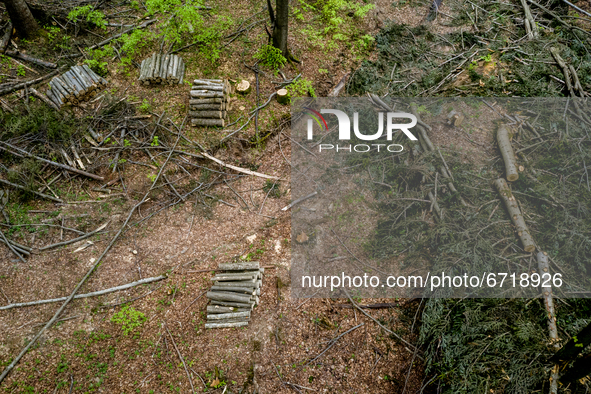 Newly cut  wood is seen on May 14, 2021 near Arlamow, Carpathians mountains, south-eastern Poland. The Wild Carpathians Initiative continues...