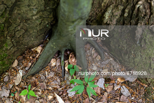 Young beech develops next to older tree in Turnicki forest on May 14, 2021 near Arlamow, Carpathians mountains, south-eastern Poland. The Wi...