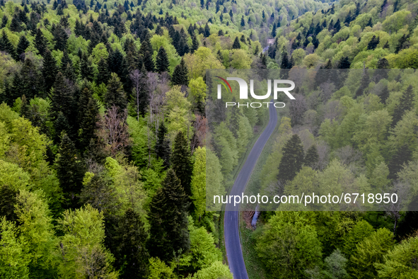 Turnicki forest seen from bird perspective on May 14, 2021 near Arlamow, Carpathians mountains, south-eastern Poland. The Wild Carpathians I...