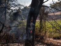 A burning tree in Alepochori, in Korinthos area, west of Athens, Greece on May 21, 2021. (
