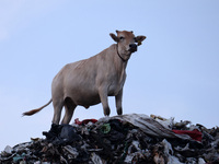 A cow standing on a garbage-heap at Boragaon dumping site, on the eve of World Environment Day, in Guwahati, Assam, India on Friday, June 4,...