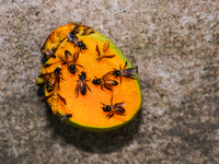 Aggressive insects like bees, yellow paper-wasp, and various flies sit on mango are seen on World Environment Day at Tehatta, West Bengal, I...