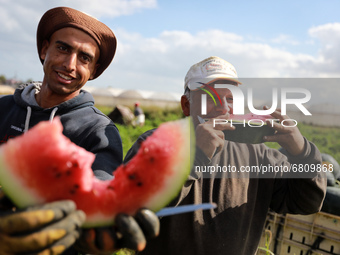 Palestinian farmers harvest watermelon at a field in the town of Beit Lahia in the northern Gaza Strip near the border with Israel, on June...