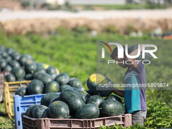 A Palestinian farmer harvests watermelon at a field in the town of Beit Lahia in the northern Gaza Strip near the border with Israel, on Jun...