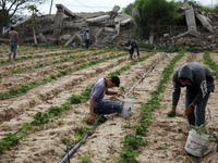 Palestinian farmers work in a field in the town of Beit Lahia in the northern Gaza Strip near the border with Israel, June 17, 2021. (