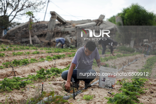 Palestinian farmers work in a field in the town of Beit Lahia in the northern Gaza Strip near the border with Israel, June 17, 2021. 