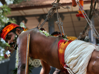 Tamil Hindu devotee performs the para-kavadi ritual (where he is suspended by hooks driven into his back and legs and bounced up and down wh...