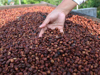 Several farmers are checks quality while drying Robusta coffee in his yard in Dampit village, Malang, East Java, On June 23, 2021. Indonesia...