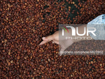 Several farmers are checks quality while drying Robusta coffee in his yard in Dampit village, Malang, East Java, On June 23, 2021. Indonesia...