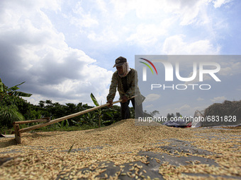 A farmers seen spreading out the Rice grain with their rakes at a rice fields in Bogor, West Java, Indonesia, on June 26, 2021. Drying of pa...