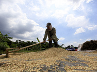 A farmers seen spreading out the Rice grain with their rakes at a rice fields in Bogor, West Java, Indonesia, on June 26, 2021. Drying of pa...