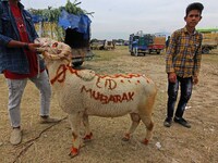 A sheep owner wait for buyers at a makeshift market ahead of muslim holy festival Eid-Al-Adha in Srinagar, Kashmir on July 19, 2021. (