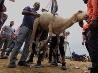 A sheep is being weighed at a makeshift market ahead of muslim holy festival Eid-Al-Adha in Srinagar, Kashmir on July 19, 2021. (