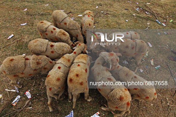 Sacrificial animals are kept for sale at a makeshift market ahead of muslim holy festival Eid-Al-Adha in Srinagar, Kashmir on July 19, 2021....