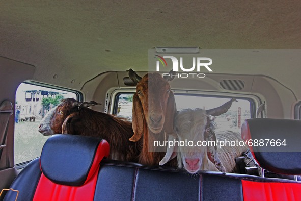 Goats are kept inside the vehicle at a makeshift market ahead of muslim holy festival Eid-Al-Adha in Srinagar, Kashmir on July 19, 2021. 