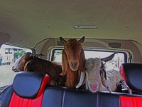 Goats are kept inside the vehicle at a makeshift market ahead of muslim holy festival Eid-Al-Adha in Srinagar, Kashmir on July 19, 2021. (