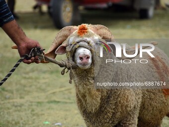 A sheep owner walks at a makeshift market ahead of muslim holy festival Eid-Al-Adha in Srinagar, Kashmir on July 19, 2021. (