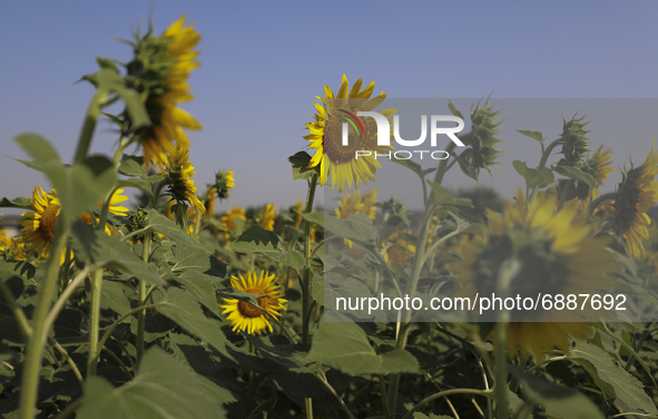 Sunflowers bask in the sun in a field in the village of Varvarovka, eastern Ukraine. Monday, July 19, 2021. 