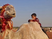 A child sits on the back of a camel before being sacrificed in a camp for the displaced near the city of Maarat Misrin in the northern count...