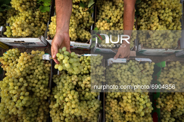 A Palestinian farmer harvests grapes during the harvest at a vineyard in Gaza City on July 26, 2021. 
 