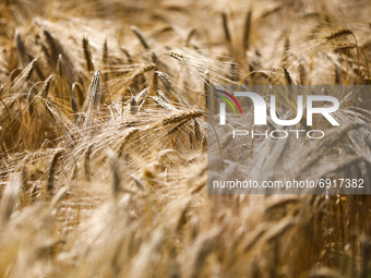 Wheat field in Gac village near Lancut, Podkarpackie voivodeship in Poland on July 6th, 2021. (