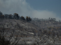 The wildfires in Evia turned beautiful, untouched forests into ashes in Evia, Greece, on August 5th, 2021.  (