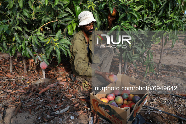 A Palestinian farmer picks Mango at a farm during the harvest season in the center of Gaza strip, on August 11 , 2021.
 