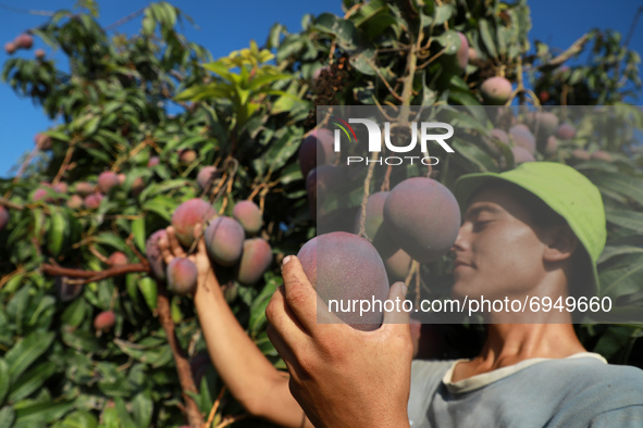 A Palestinian farmer picks Mango at a farm during the harvest season in the center of Gaza strip, on August 11 , 2021.
 
