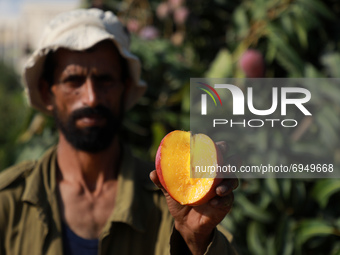 A Palestinian farmer picks Mango at a farm during the harvest season in the center of Gaza strip, on August 11 , 2021.
 (