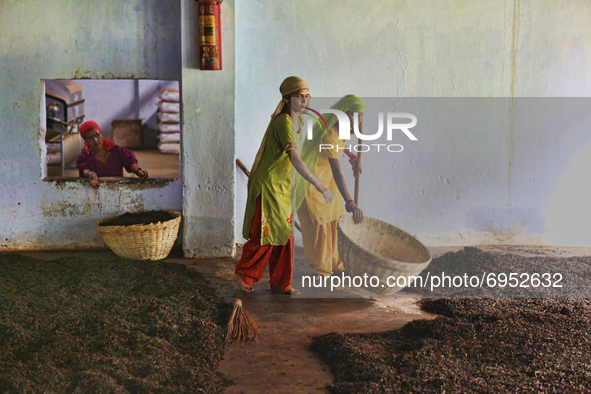 Workers gather piles of freshly roasted tea leaves which will then be sorted by grade and packaged at the Baijnath Government Tea Factory in...