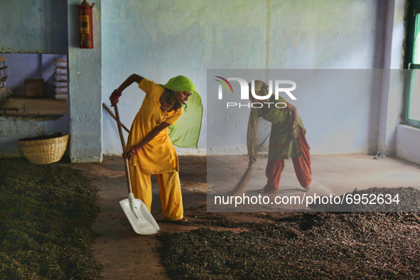 Workers shovel piles of freshly roasted tea leaves which will then be sorted by grade and packaged at the Baijnath Government Tea Factory in...